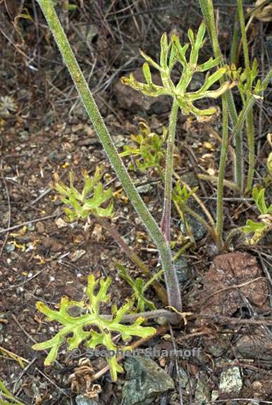 delphinium variegatum ssp variegatum 3 graphic
